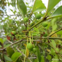 Calophyllum calaba L.